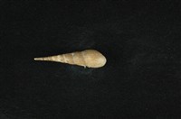 藏品(錐蜷)的圖片
